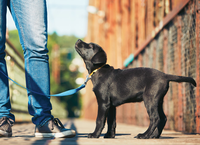 Menards store dog leash