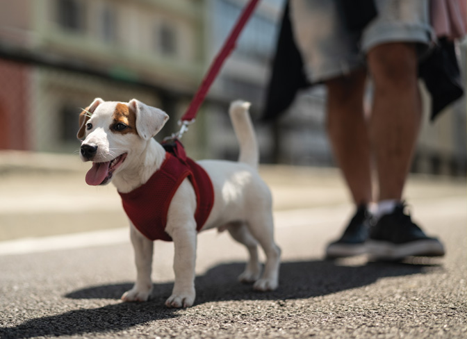 Menards hot sale dog leash