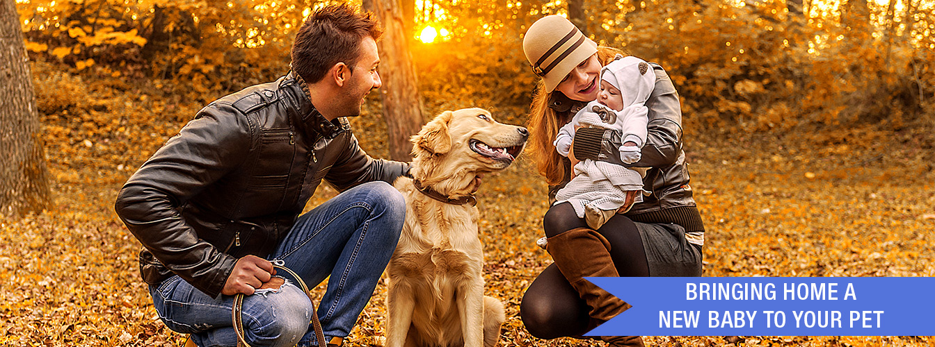 Bringing Home A New Baby to Your Pet at Menards®