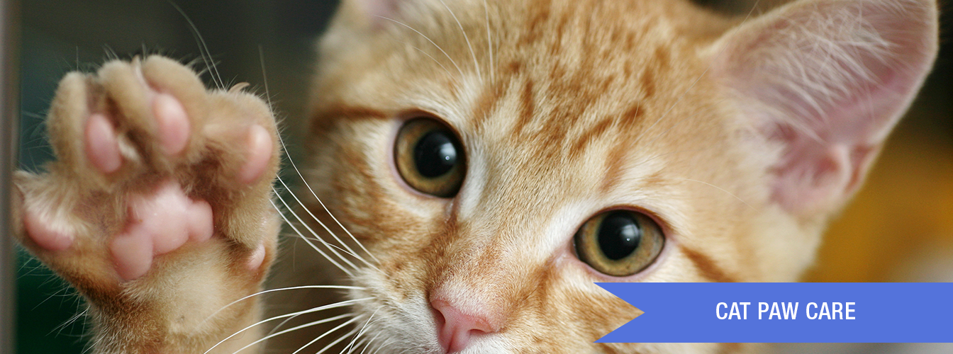 Can You Take Pets To Menards at Steve Ocasio blog