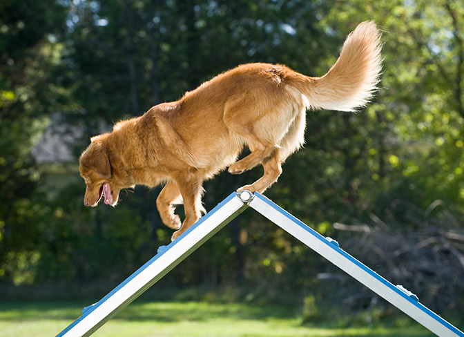 DIY AGILITY A-FRAME for Backyard Agility