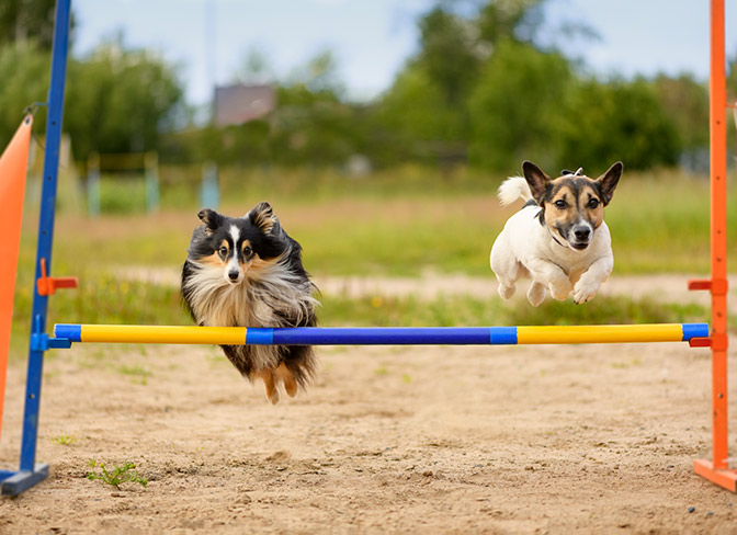 We made a basic agility course with PVC, pipes and screws. Cost us