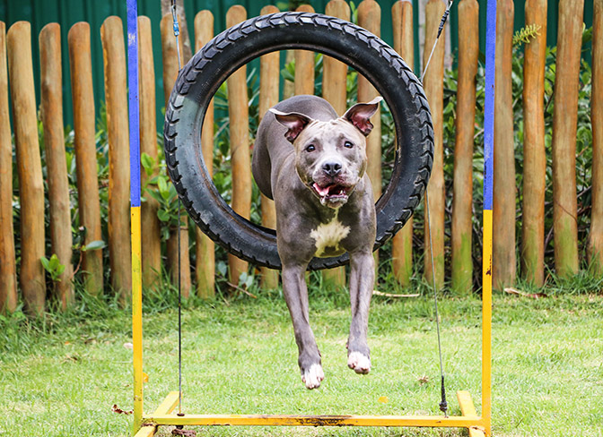 DIY AGILITY A-FRAME for Backyard Agility