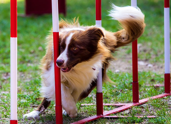 We made a basic agility course with PVC, pipes and screws. Cost us