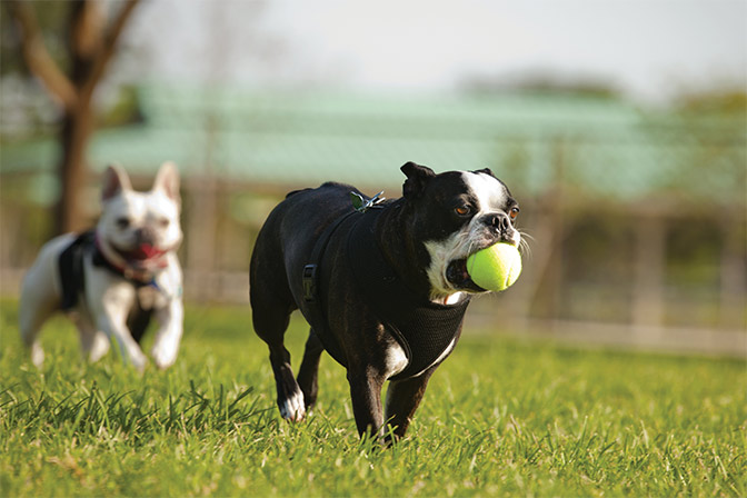 Menards allow clearance dogs in store