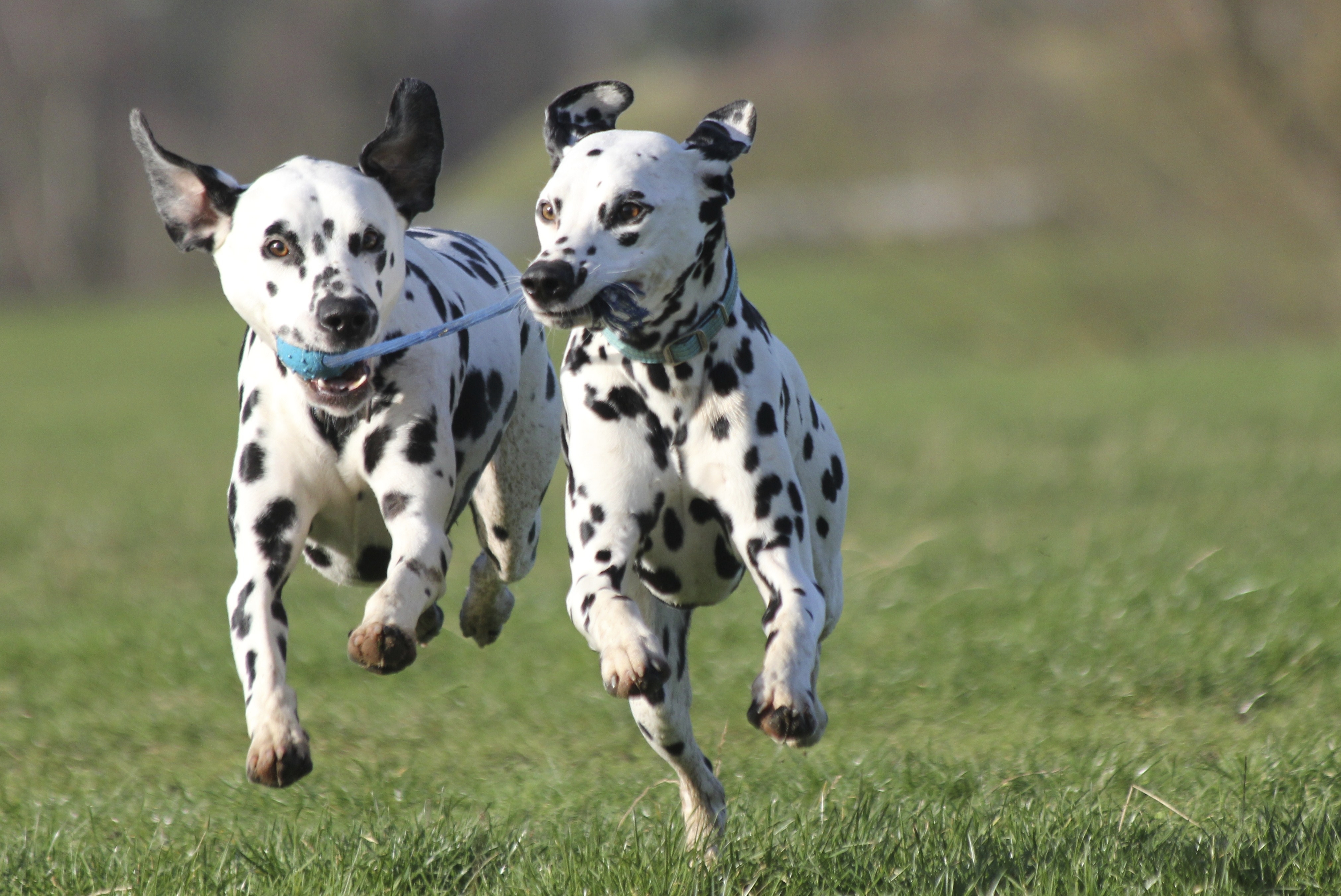 Menards allow dogs in store best sale