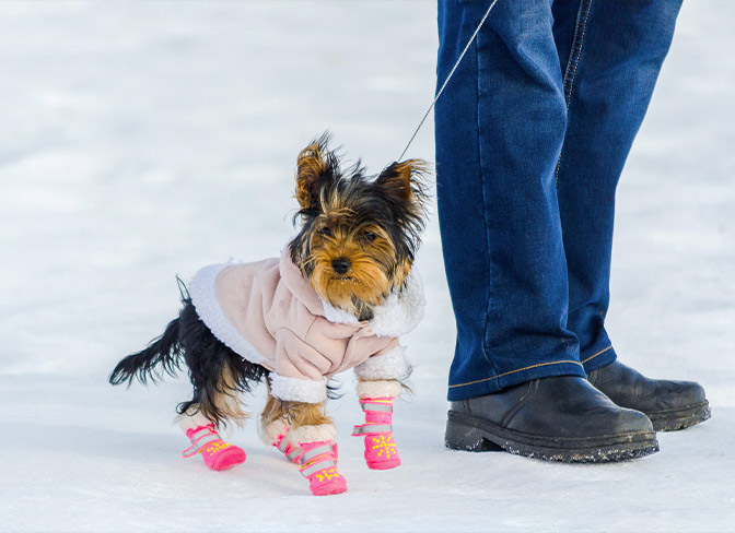 Does Your Dog Need Dog Shoes?  Dog Shoes for Summer & Winter