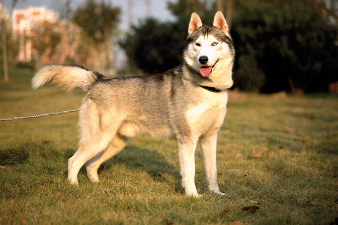 Menards pet outlet fence