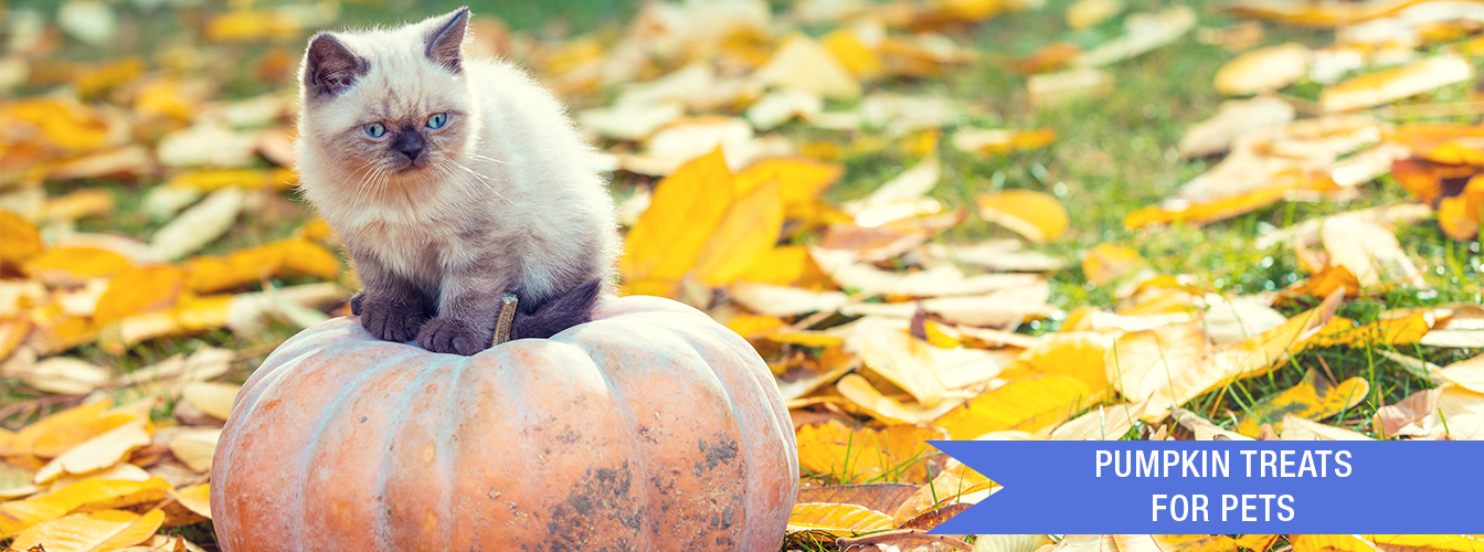 Pumpkin Treats for Pets at Menards®