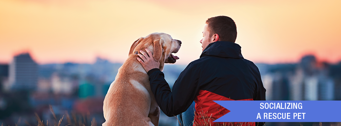 Socializing a Rescue Pet at Menards®