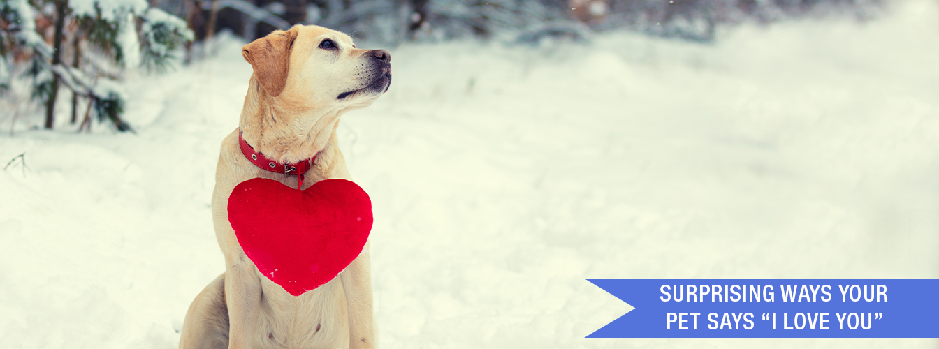 Surprising Ways Your Pet Says I Love You at Menards®