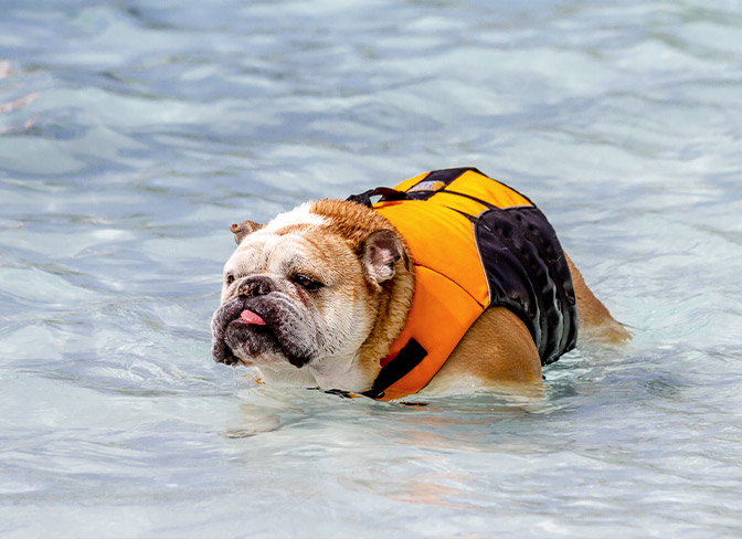 Best life jacket top for english bulldog