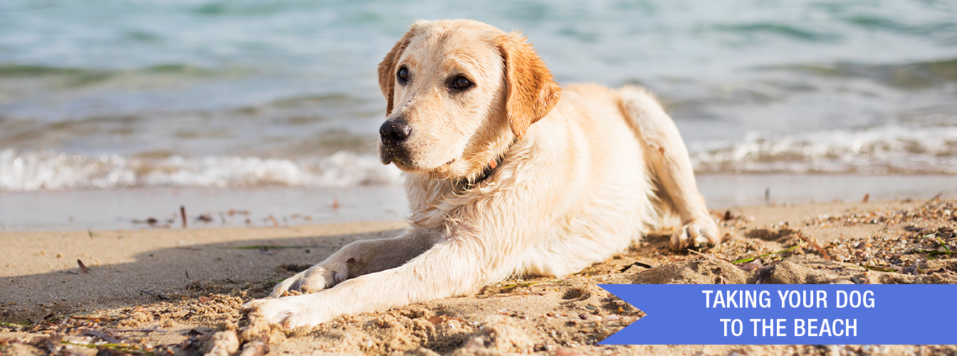 Taking Your Dog to the Beach at Menards®