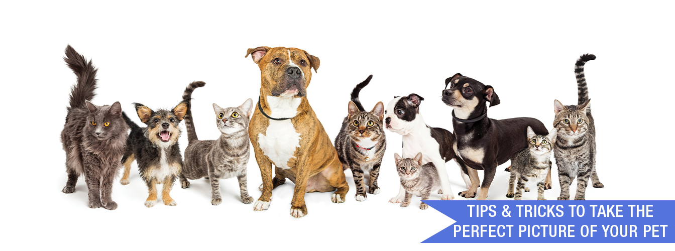 Tips & Tricks to Take the Perfect Picture of Your Pet at Menards®