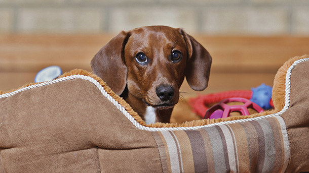 Ultimate Overnight Pooch Pack at Menards