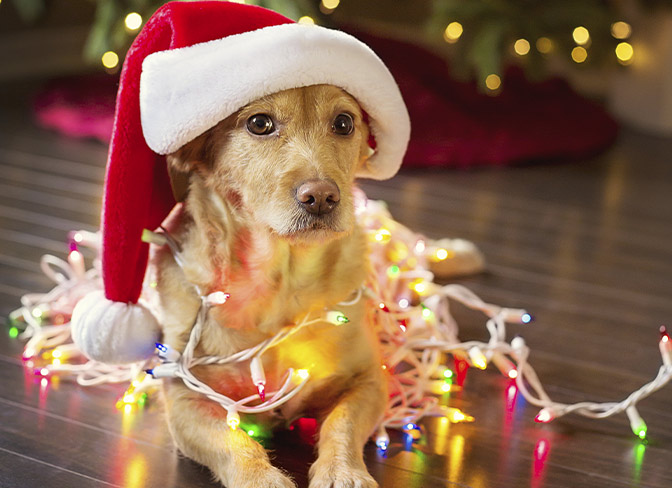 Should you give a puppy as a Christmas present?