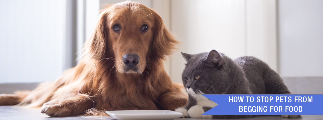 How to Stop Pets from Begging for Food at Menards®