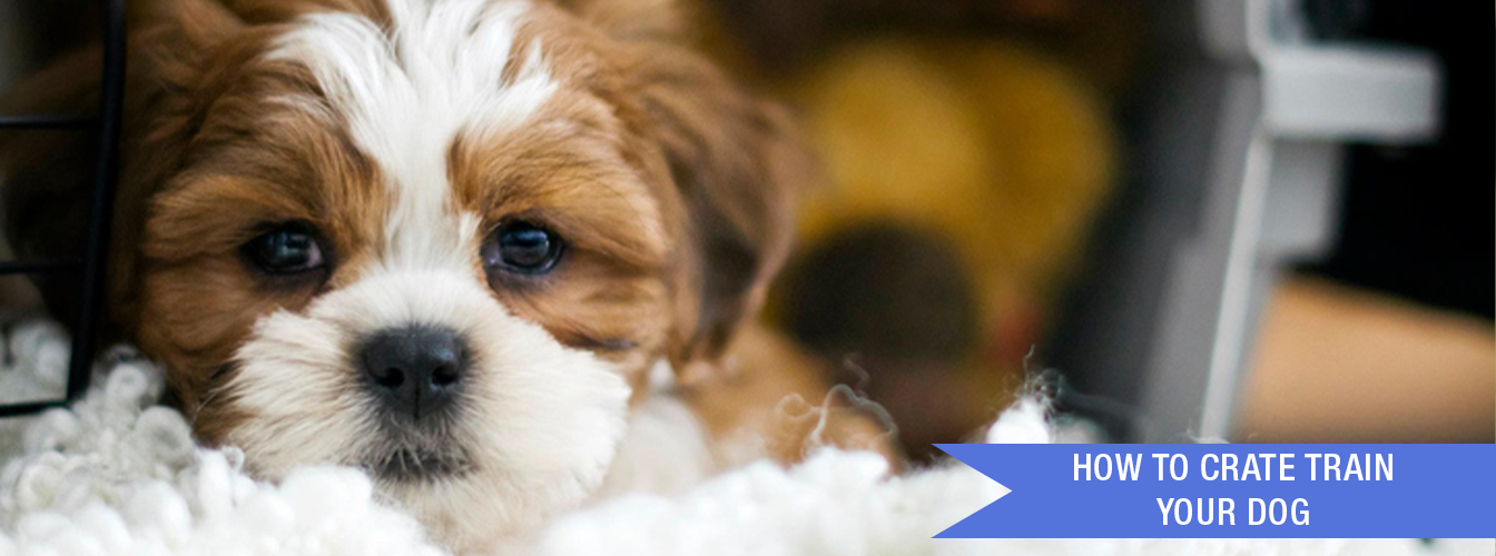 How to Crate Train Your Dog at Menards®