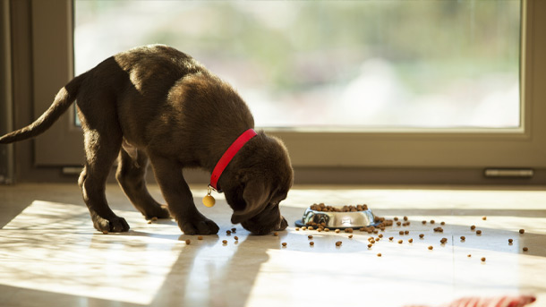 Levant Pet Flooring Protector