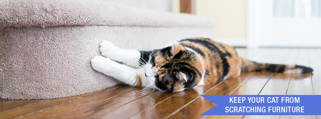 Keep Your Cat from Scratching Your Furniture at Menards®