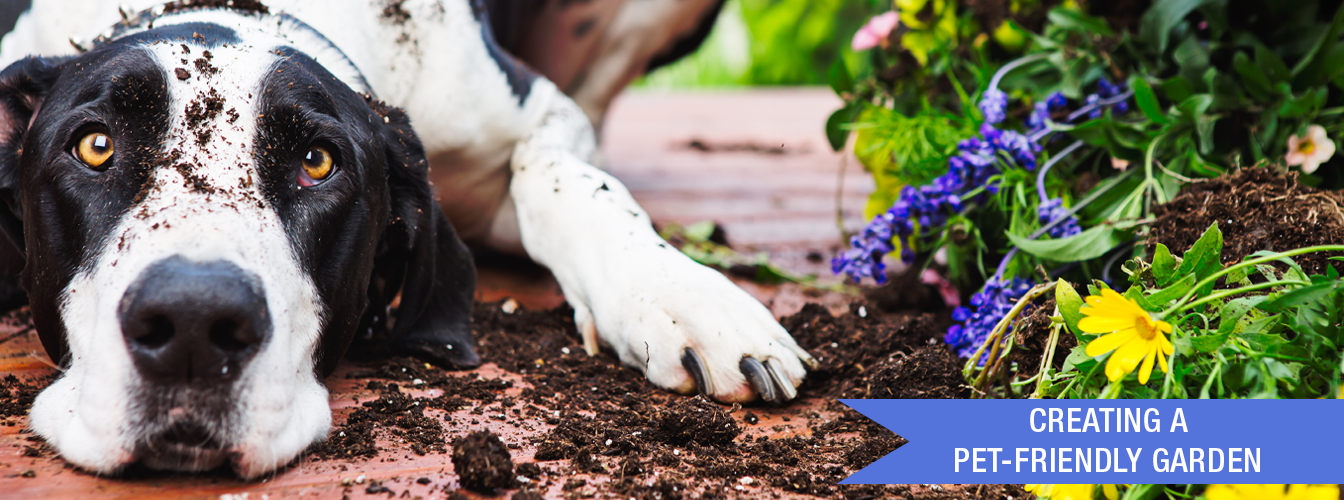 Creating a PetFriendly Garden at Menards®