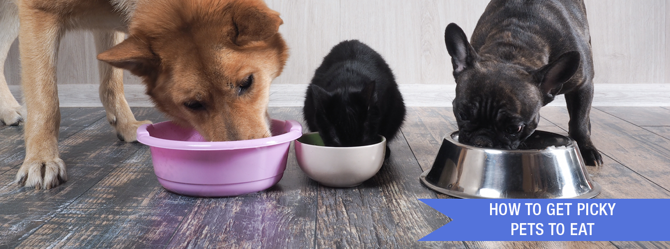 How to Get Picky Pets to Eat at Menards®