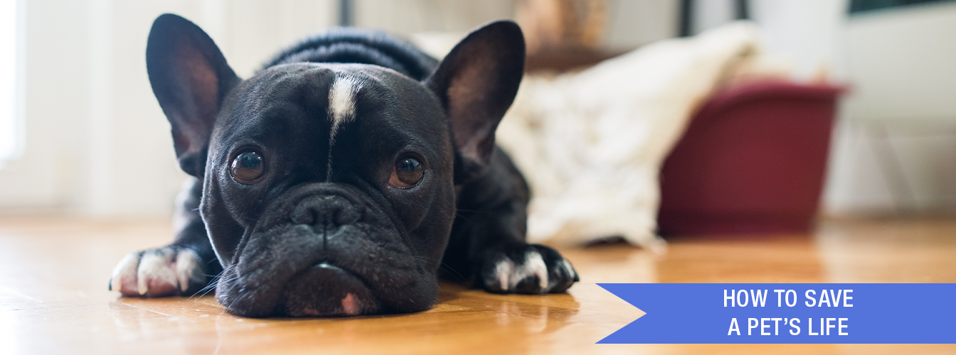 How to Save a Pet's Life at Menards®