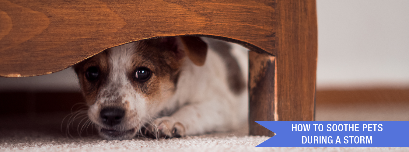 How to Soothe Pets During a Storm at Menards®
