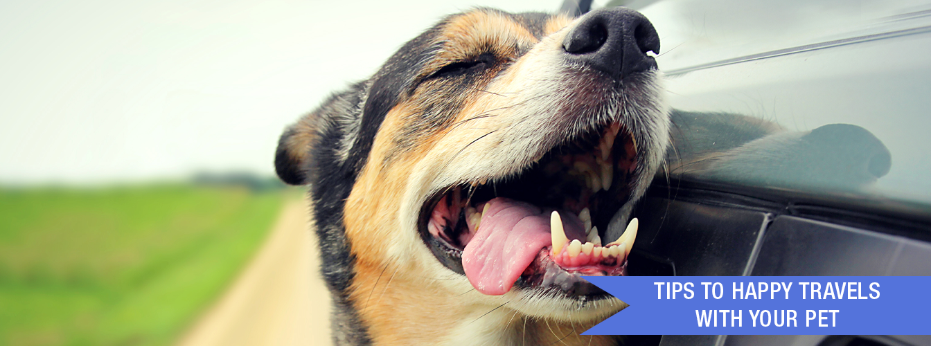Tips to Happy Travels With Your Pet at Menards®