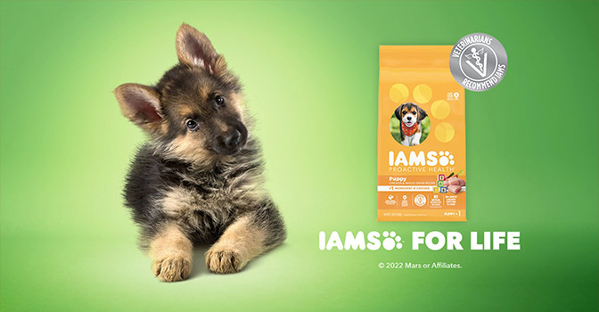 Menards iams dog store food