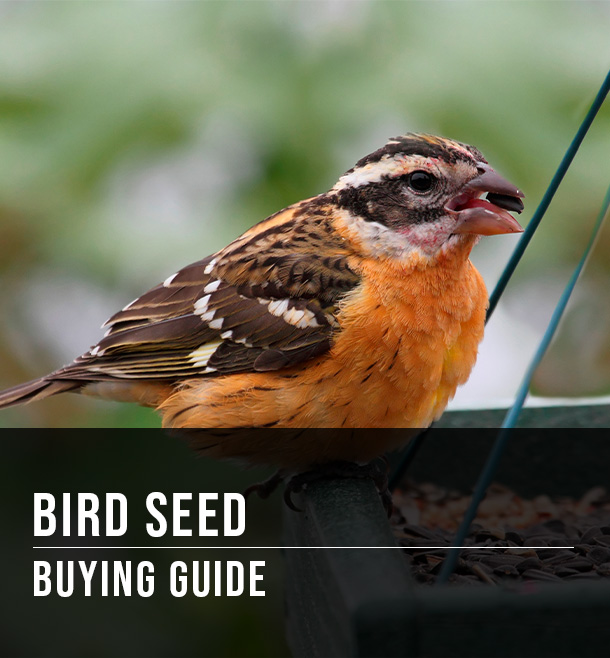 Bird Seed Buying Guide at Menards®