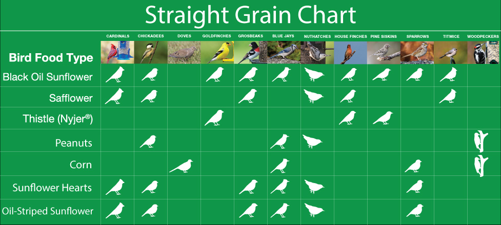 Feeding Birds: a Quick Guide to Seed Types